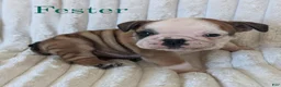 English Bulldog dogs for sale: AKC Fester  - Ad 3