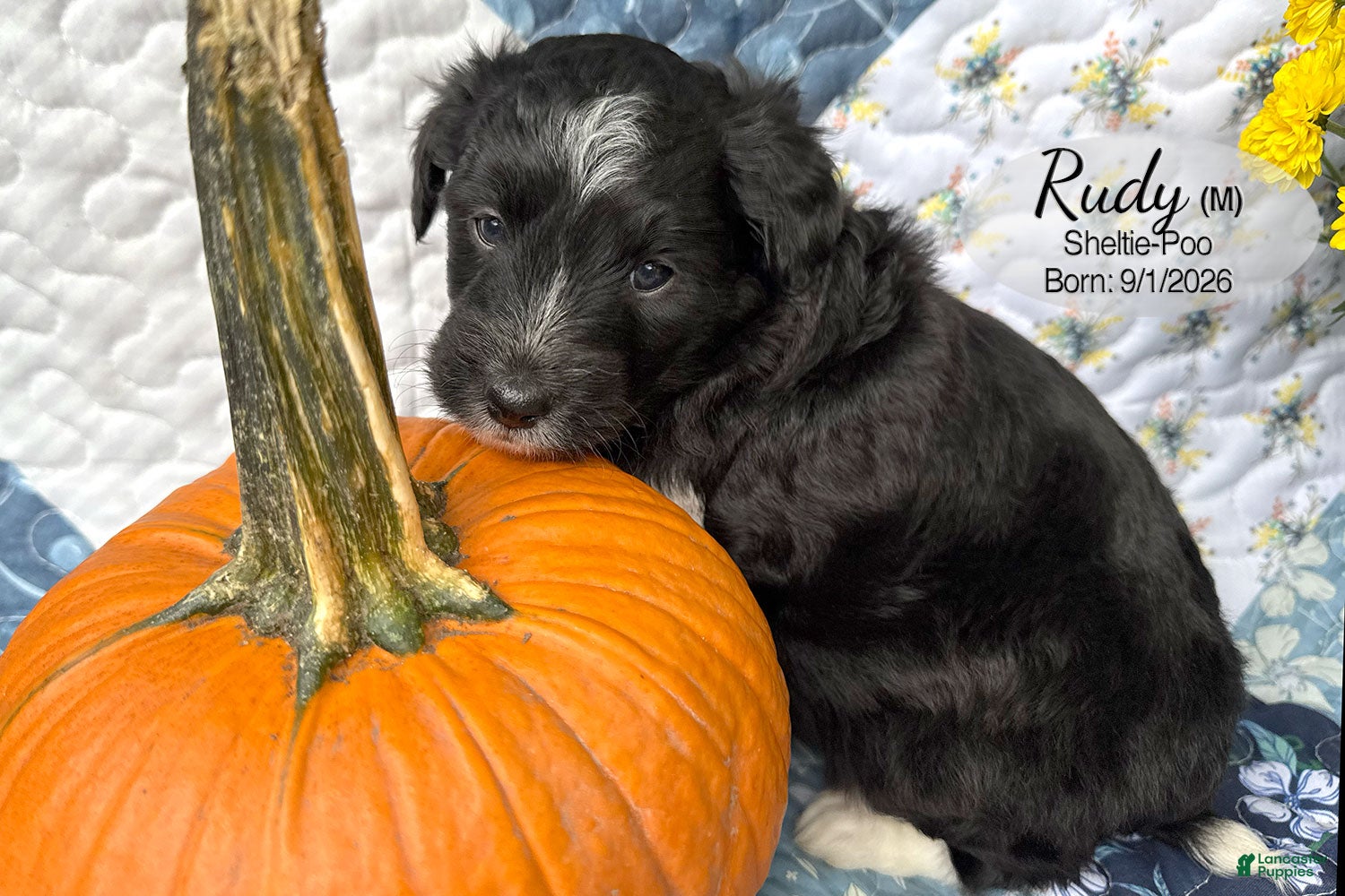 Sheltiedoodle dogs for sale: Rudy - Ad 1