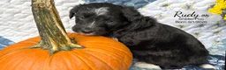 Sheltiedoodle dogs for sale: Rudy - Ad 1