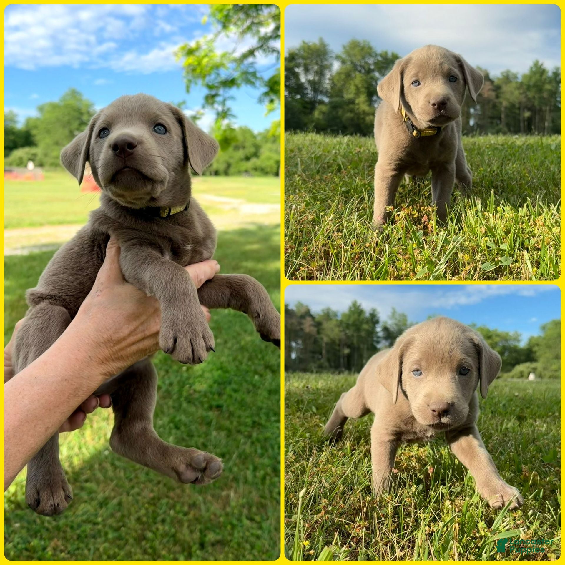 Labrador Retriever dogs Labrador Retriever Yellow - Ad 1