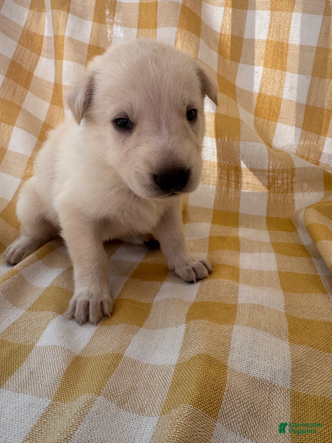 German Shepherd dogs for sale: Snowball - Ad 2