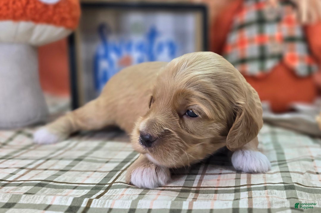 Cockapoo dogs for sale: Captain Walden - Ad 12