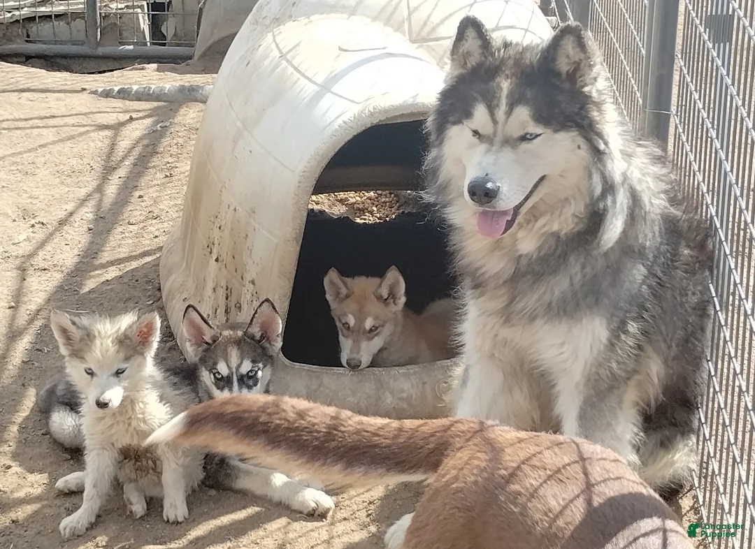 Gallery Image {{count}}