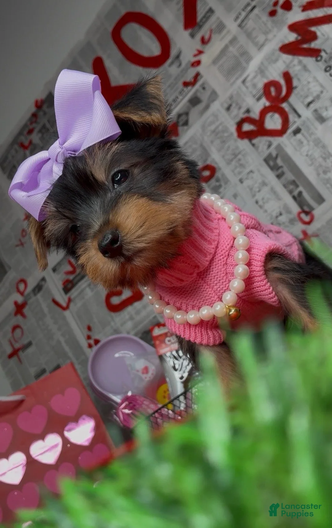 Yorkshire Terrier dogs for sale: Chloe - Ad 8