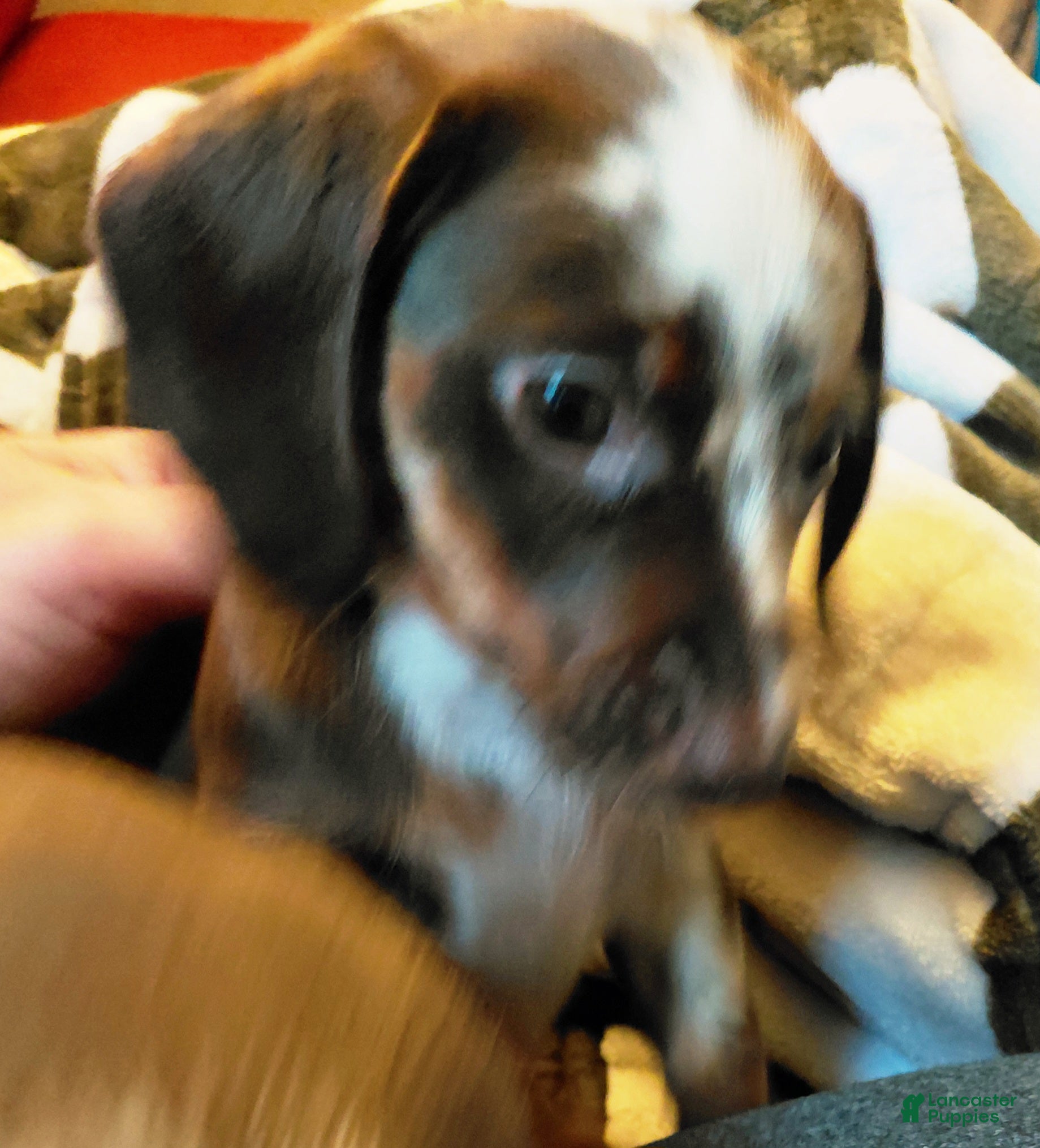 Miniature Dachshund dogs TILLY - Ad 2