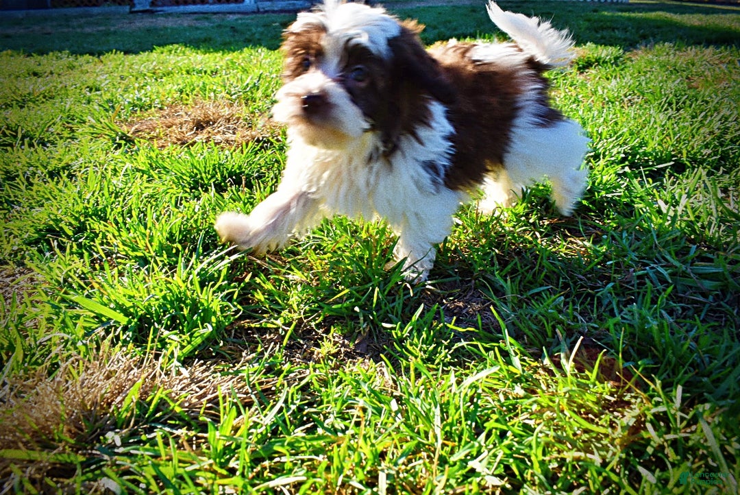 Havapoo dogs for sale: Simon - Ad 10