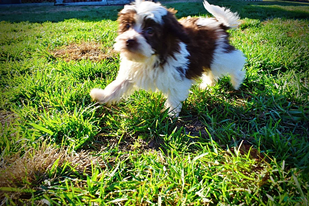 Havapoo dogs for sale: Simon - Ad 11