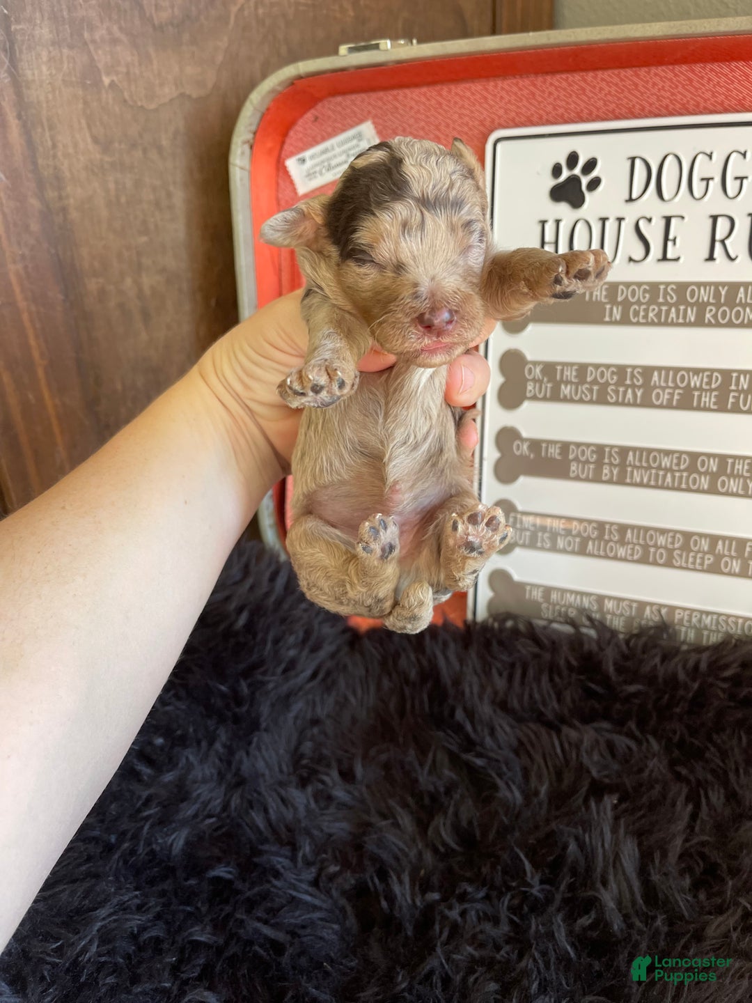 Miniature Poodle dogs for sale: Akc Chocolate Merle Phantom boy 2 - Ad 2
