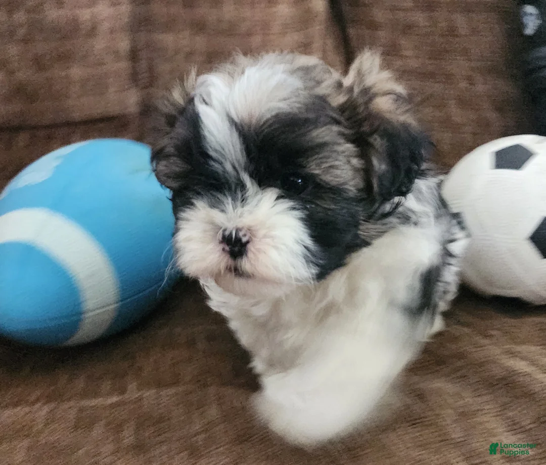 Shihpoo dogs for sale: INDIGO - Ad 5
