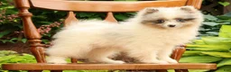Pomeranian dogs for sale: Charlie - Ad 4