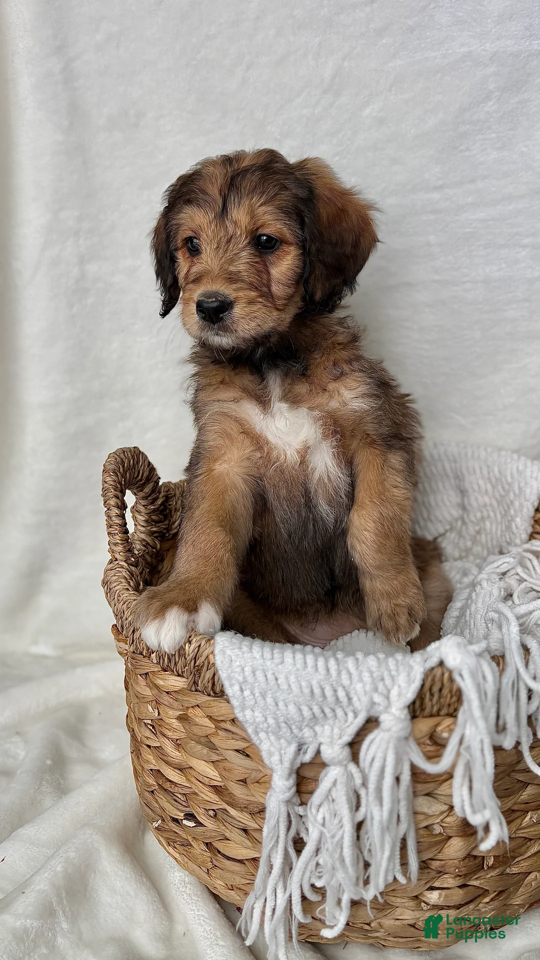 Bernedoodle dogs for sale: Sophie - Ad 10