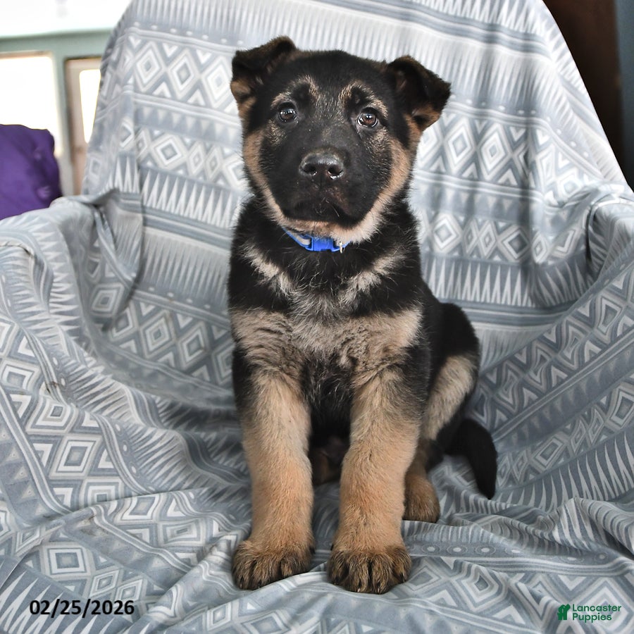 German Shepherd dogs Thomas - Ad 1