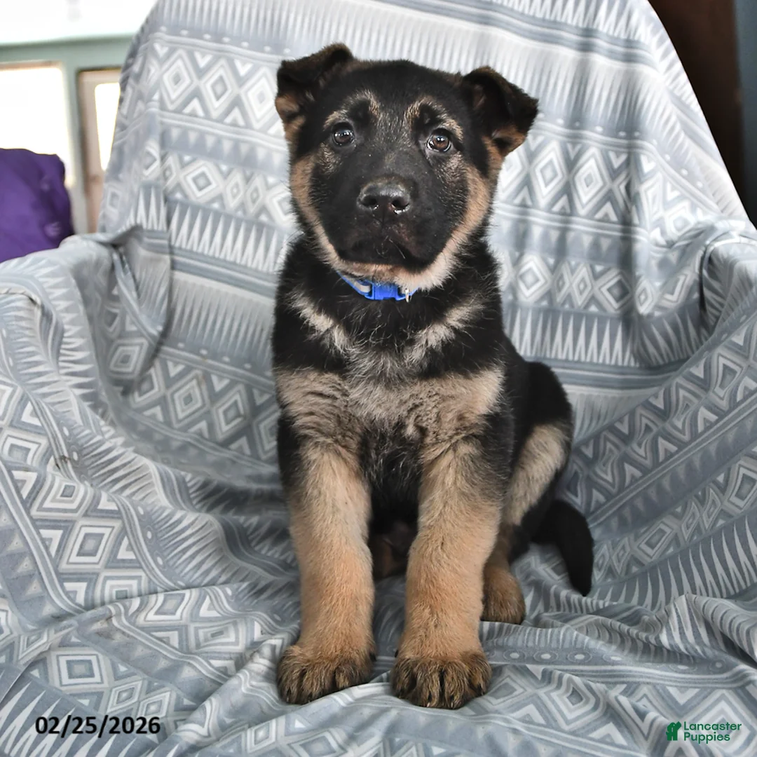 German Shepherd dogs for sale: Thomas - Ad 1