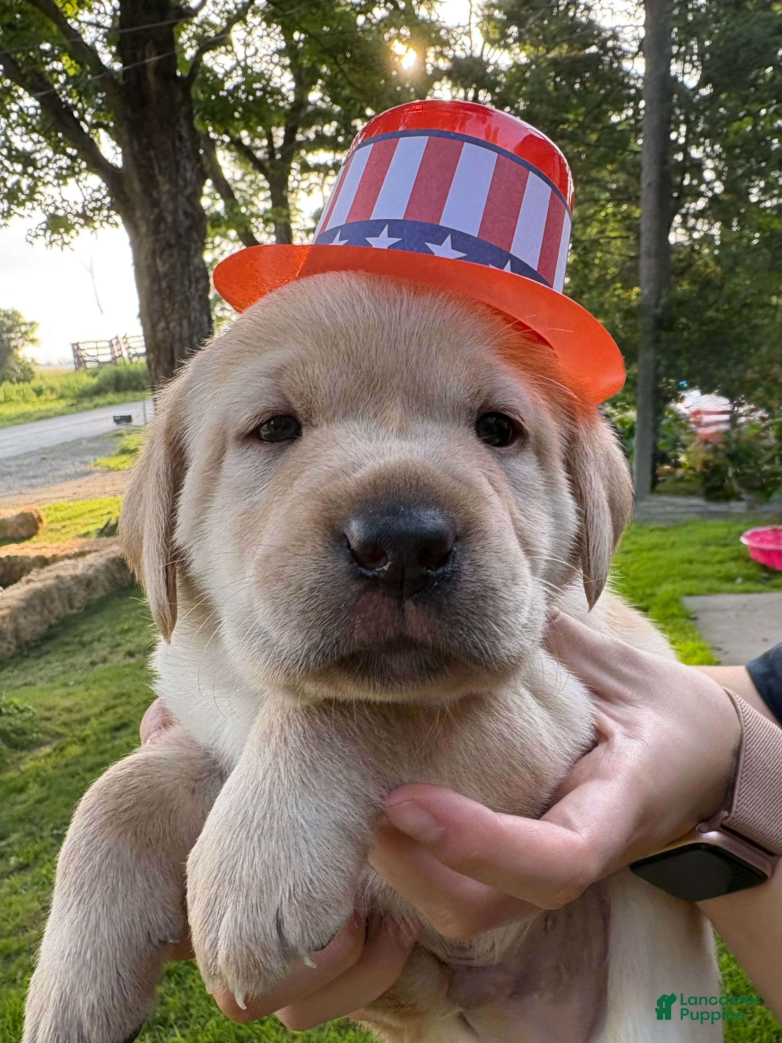 Labrador Retriever dogs Prince - Ad 4