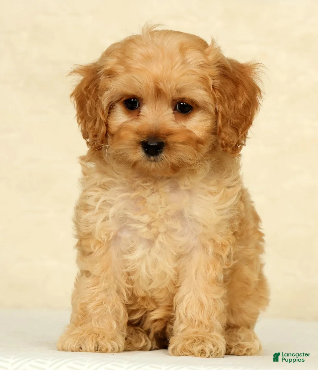 Cockapoo dogs for sale: Pumpkin - Ad 1