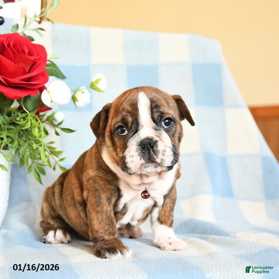 English Bulldog dogs Sandy - Ad 38