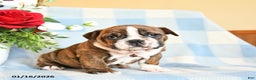 English Bulldog dogs for sale: Sandy - Ad 1