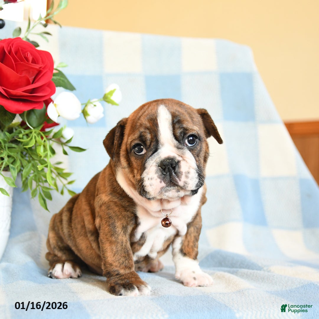 English Bulldog dogs for sale: Sandy - Ad 1