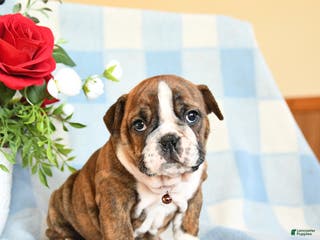 English Bulldog dogs Sandy - Ad 28