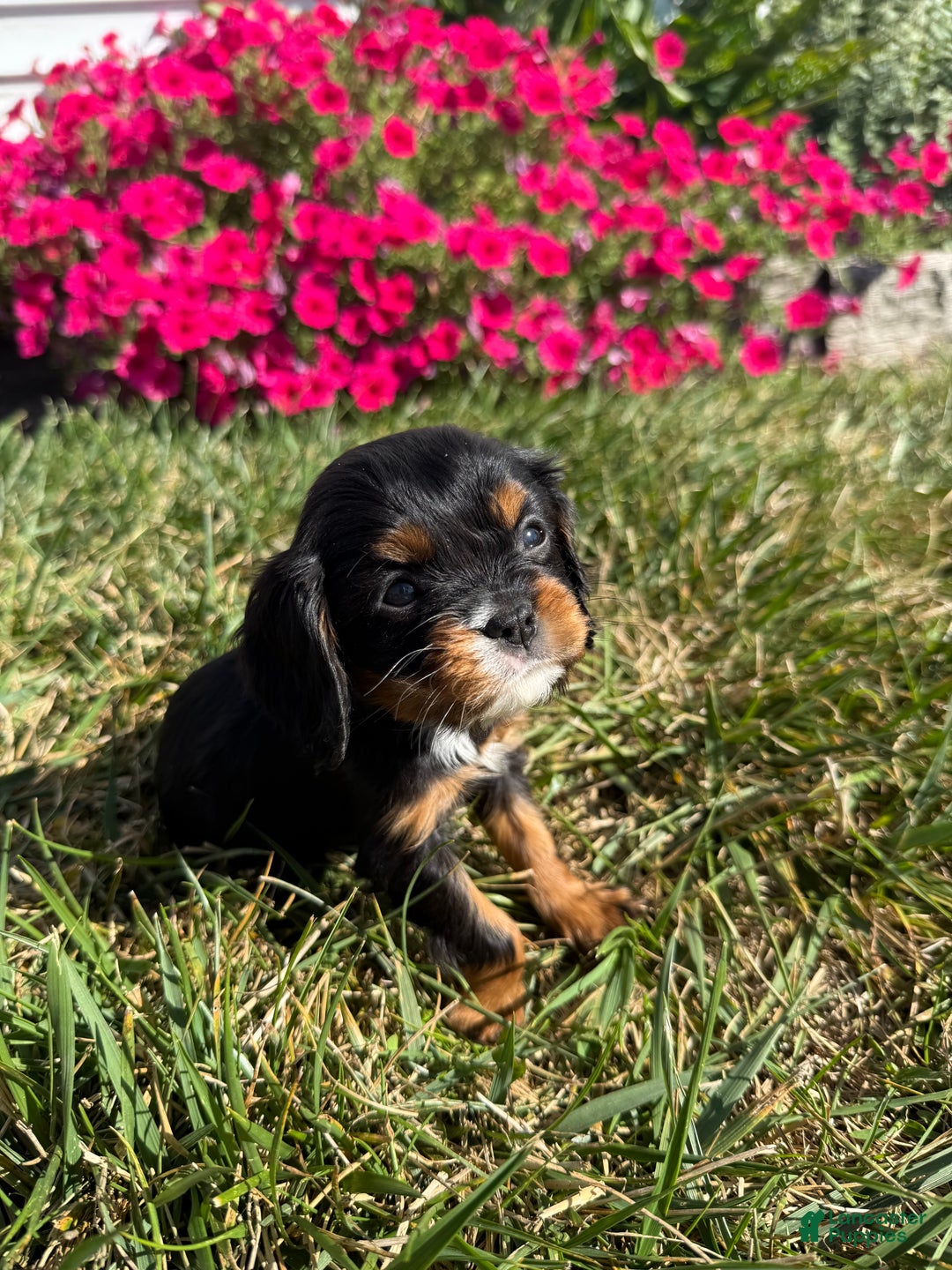 Cavalier King Charles Spaniel dogs for sale: Roscoe - Ad 28
