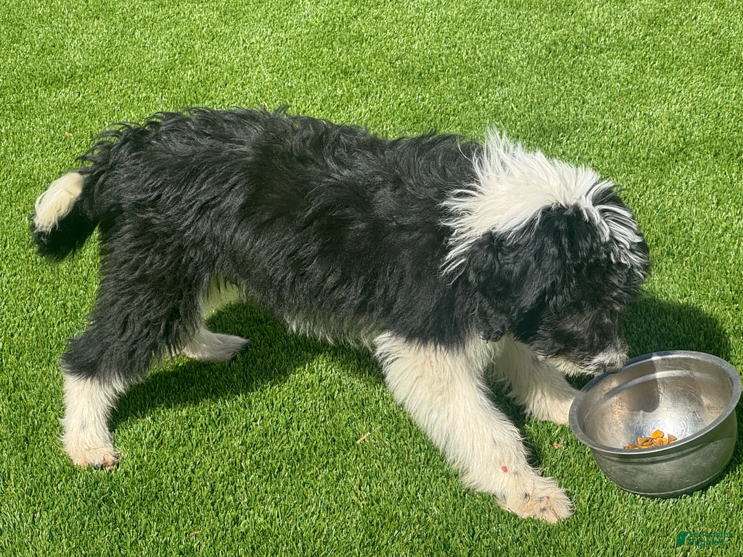 Bordoodle dogs for sale: Bordoodle Puppy 1 - Ad 2