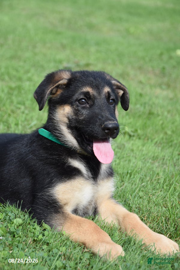German Shepherd dogs Bertha - Ad 2