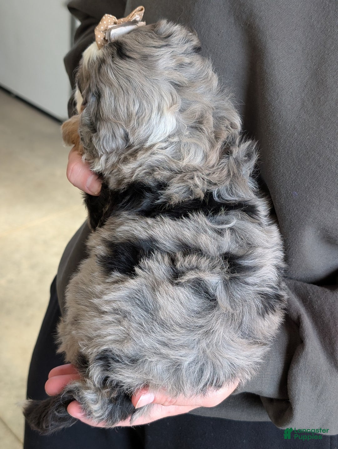 Mini Bernedoodle dogs for sale: Mini Louie  - Ad 23