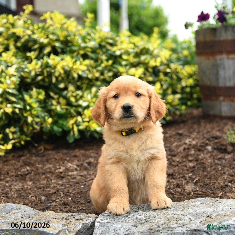 Golden Retriever dogs Jasmine - Ad 2