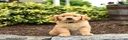 Golden Retriever dogs for sale: Jasmine - Ad 2