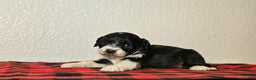 Mini Aussiedoodle dogs for sale: Sailor – Male - Ad 2