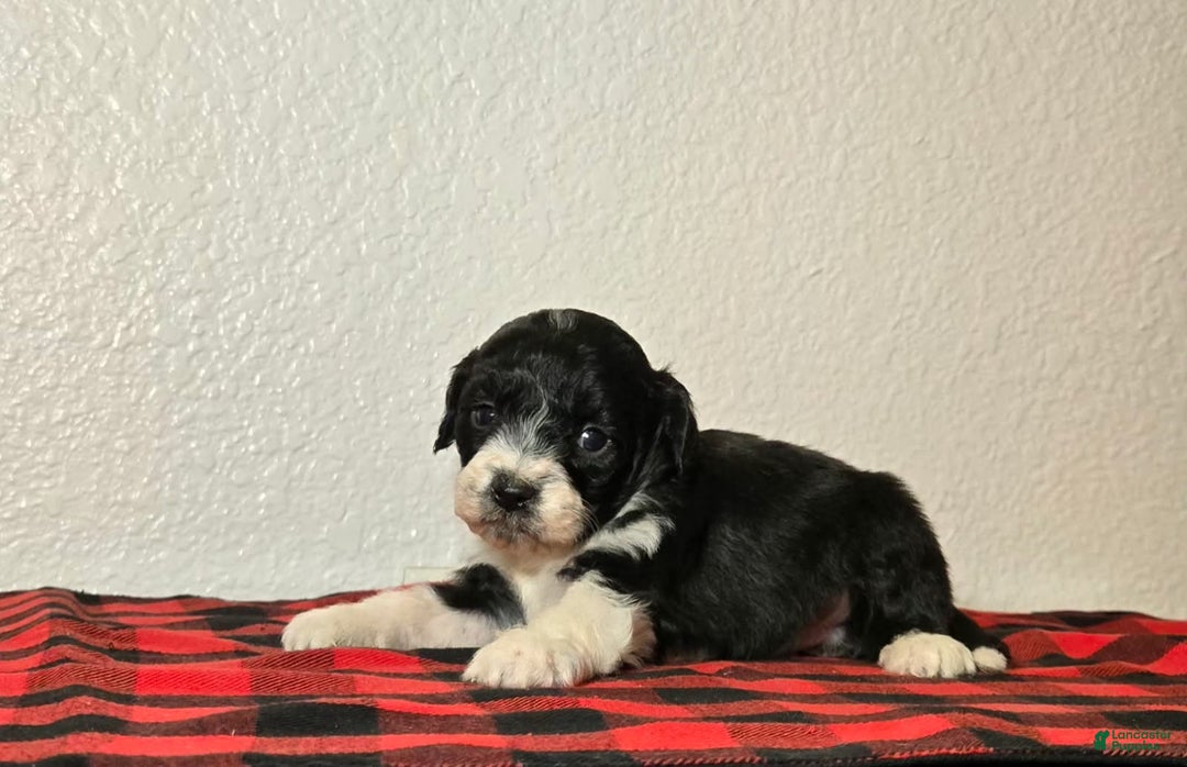Mini Aussiedoodle dogs for sale: Sailor – Male - Ad 2