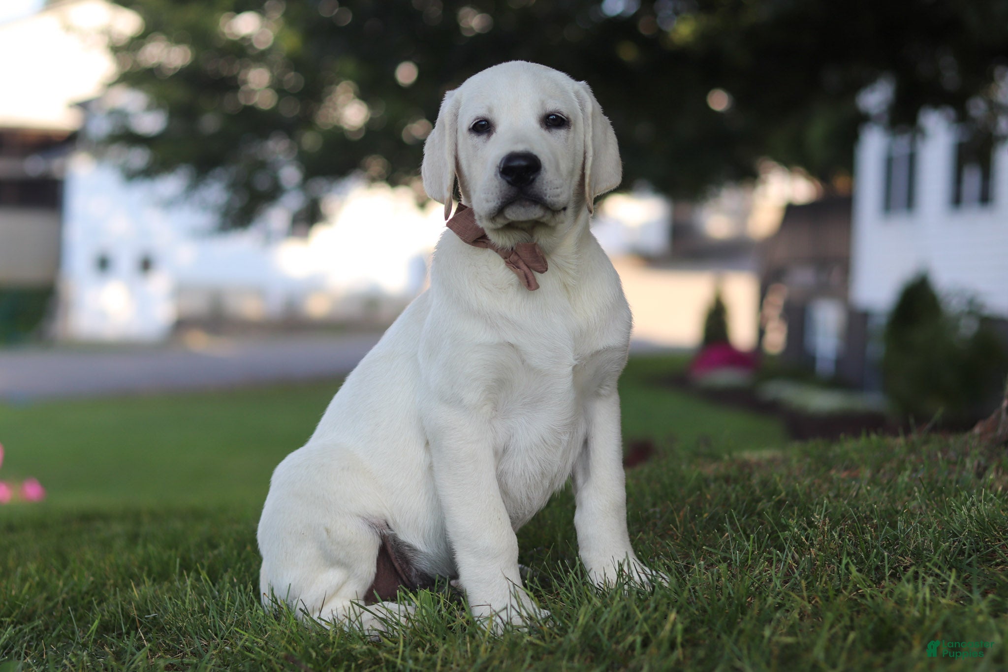 Labrador Retriever dogs Bernie - Ad 2