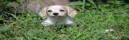 Miniature Dachshund dogs for sale: Violet - Ad 6