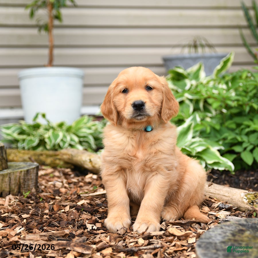 Golden Retriever dogs for sale: Gus - Ad 1