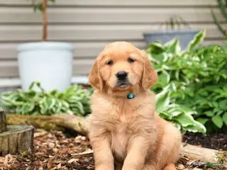 Golden Retriever dogs for sale: Gus - Ad 1