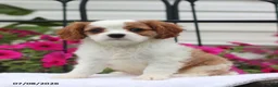 Cavalier King Charles Spaniel dogs for sale: Sunny - Ad 4