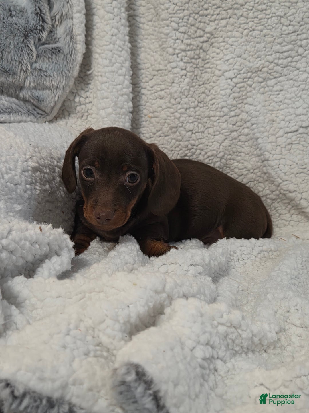 Miniature Dachshund dogs for sale: Miniature Dachshund Puppy 2 - Ad 3