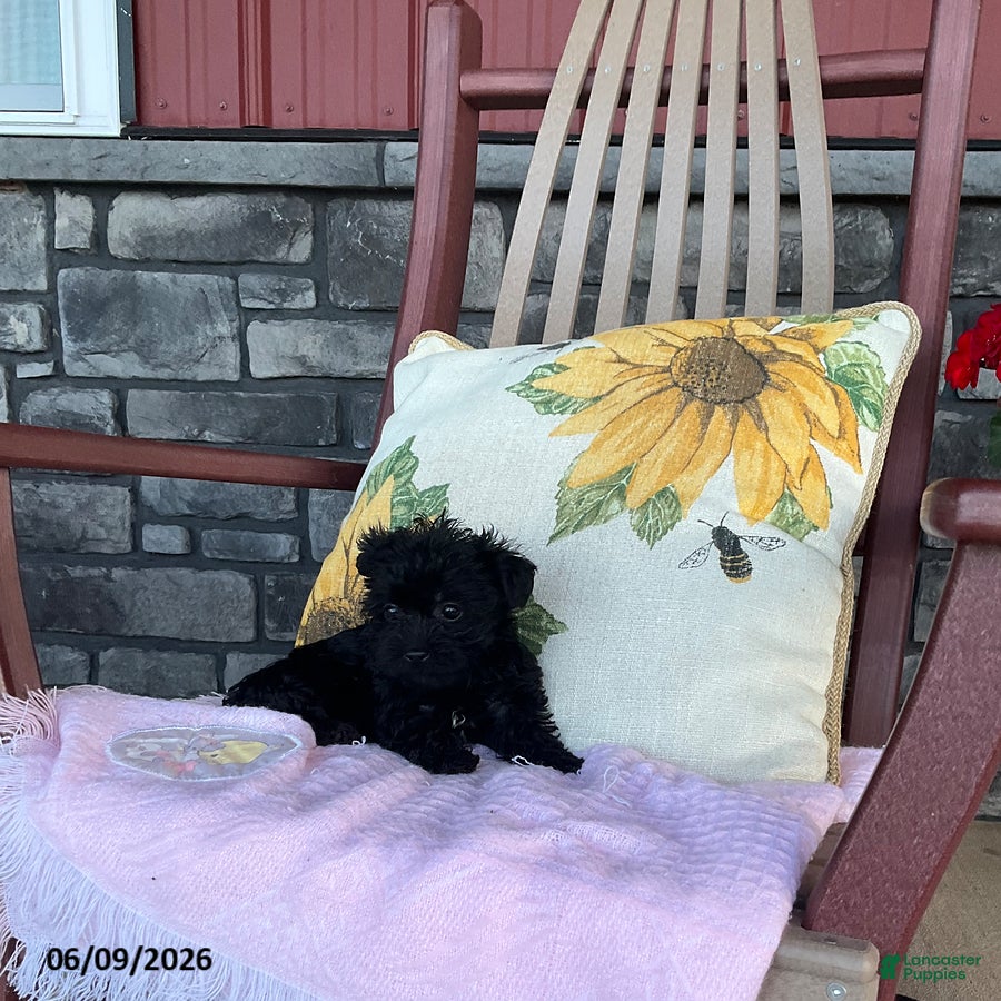 Yorkiepoo dogs Bonnie - Ad 2