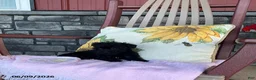 Yorkiepoo dogs for sale: Bonnie - Ad 2