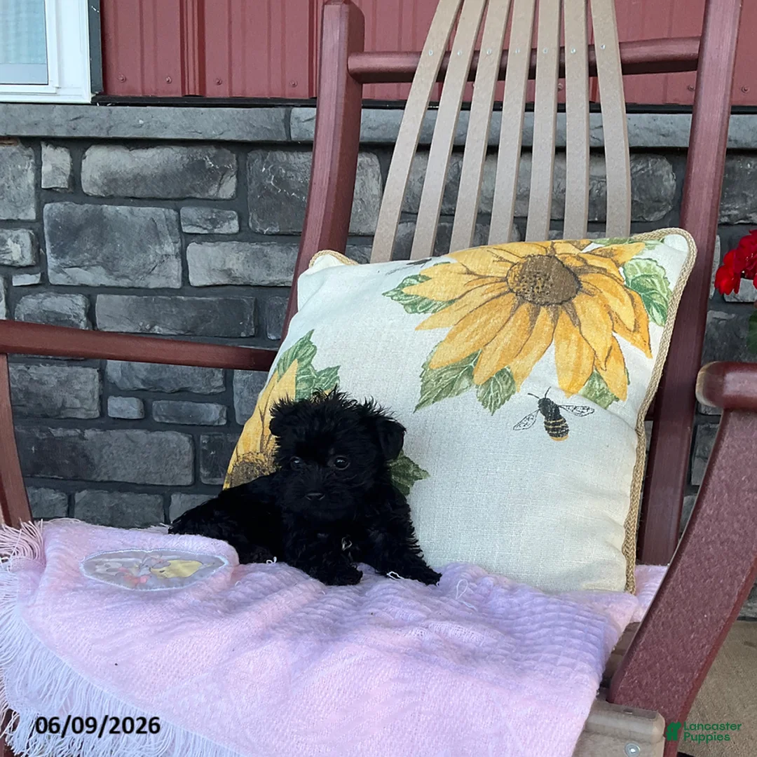 Yorkiepoo dogs for sale: Bonnie - Ad 2