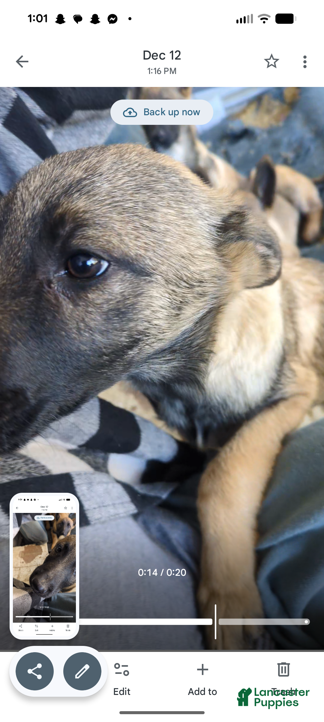 Mixed Breed dogs Mixed Breed Puppy 3 - Ad 28