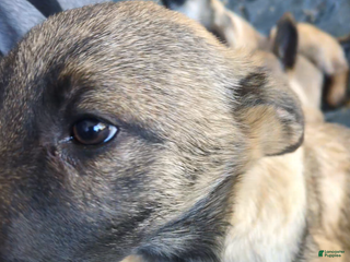 Mixed Breed dogs Mixed Breed Puppy 3 - Ad 28