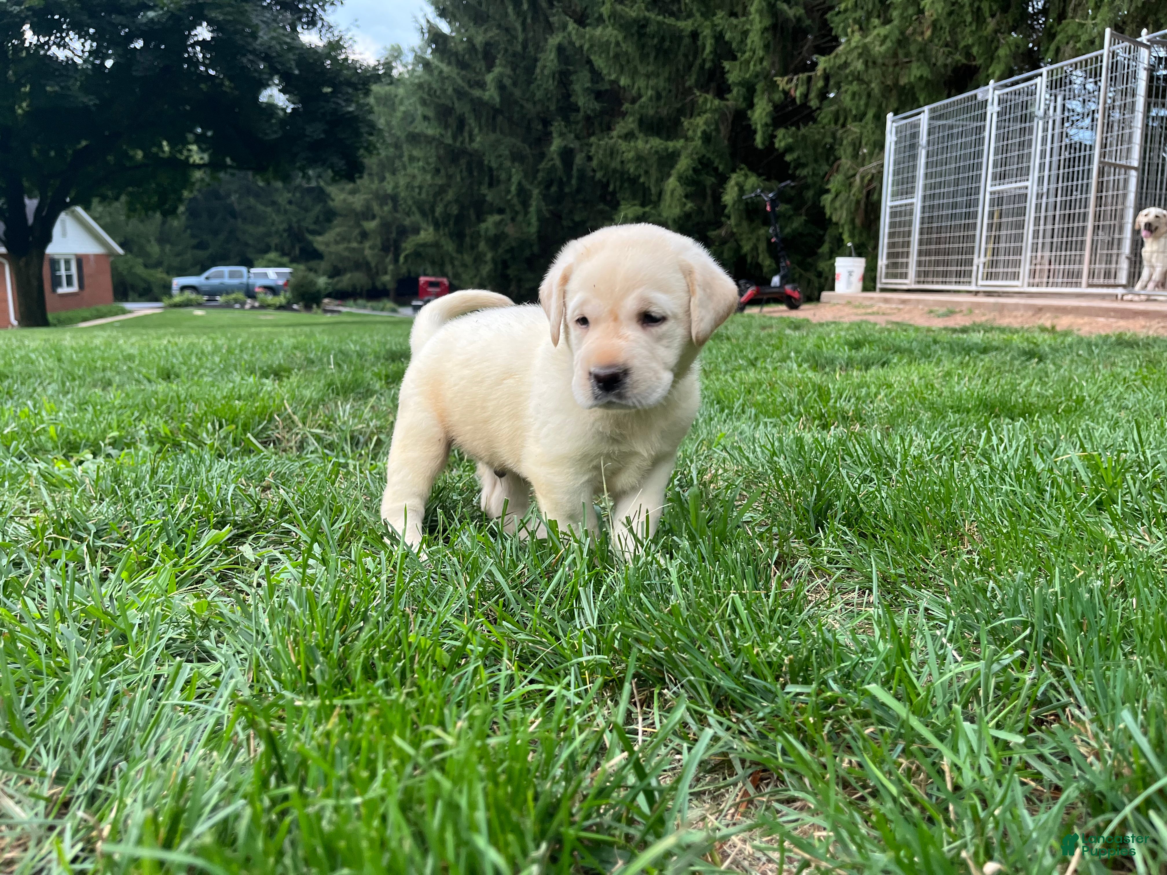 Labrador Retriever dogs Oliver - Ad 1