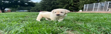 Oliver