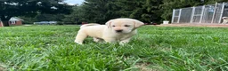Labrador Retriever dogs for sale: Oliver - Ad 1