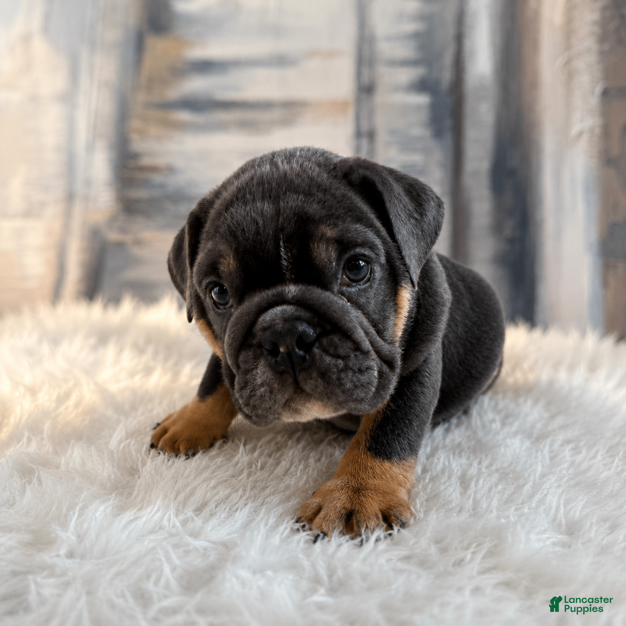English Bulldog dogs Smokey - Ad 2