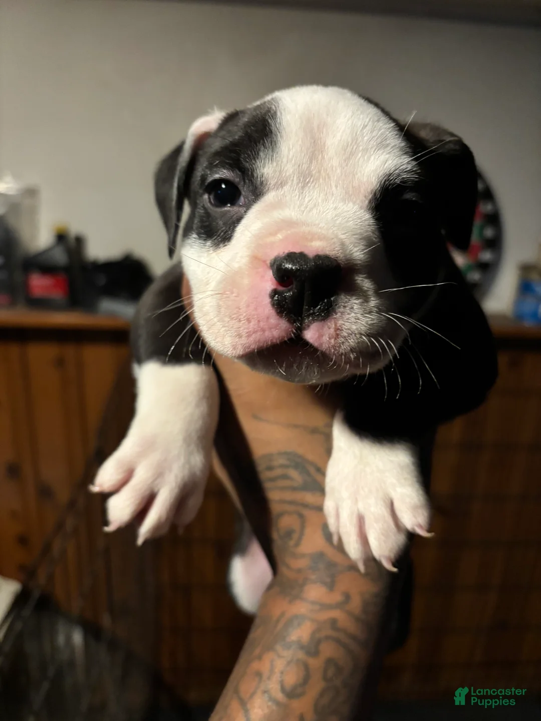 Mixed Breed dogs for sale: Mixed Breed Puppy 2 - Ad 1