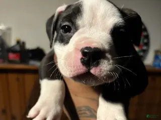 Mixed Breed dogs Mixed Breed Puppy 2 - Ad 1