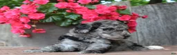Standard Poodle dogs for sale: Ash AKC Standard Poodle - Ad 14