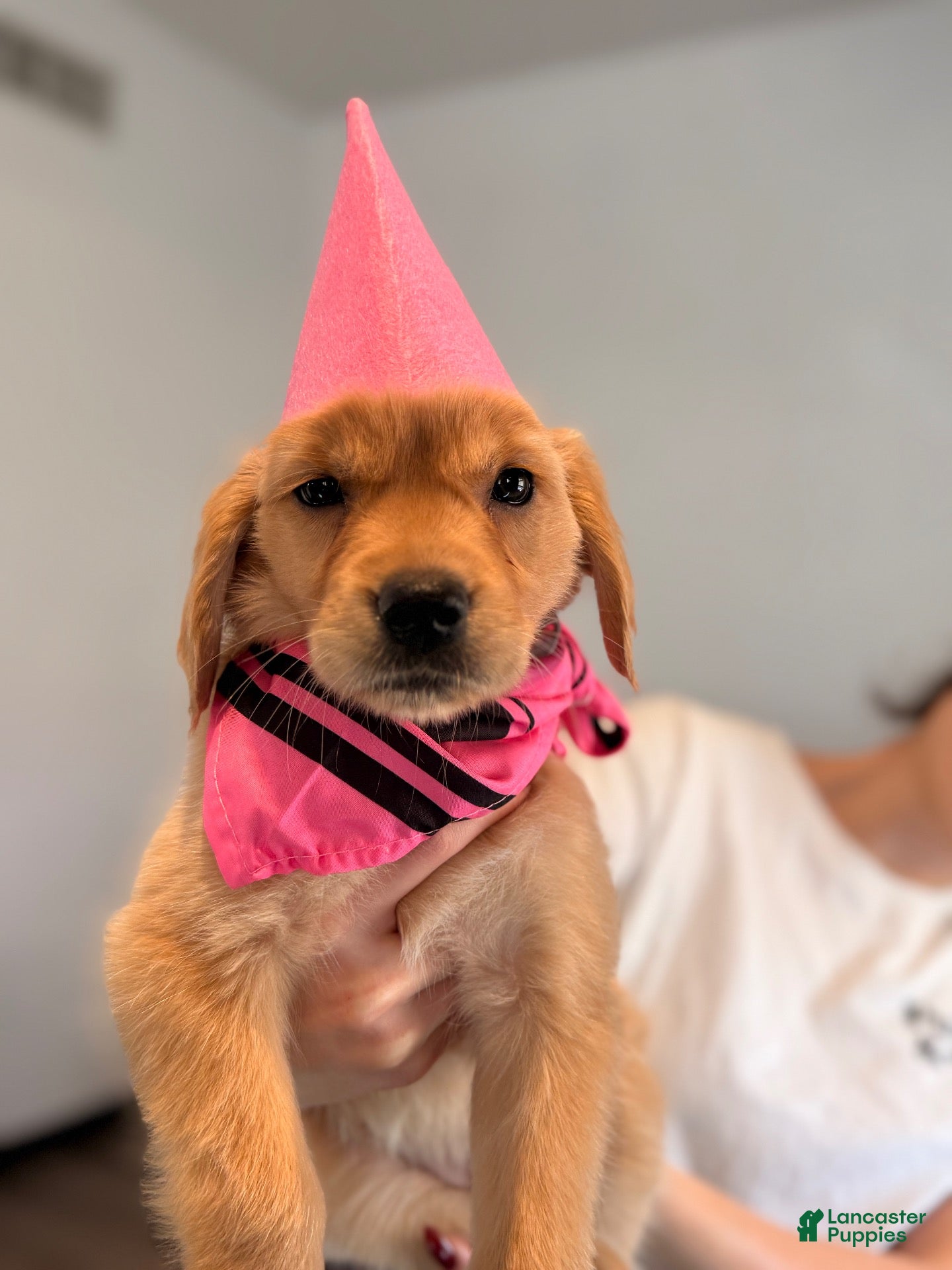 Golden Retriever dogs for sale: Pink Collar - Ad 1